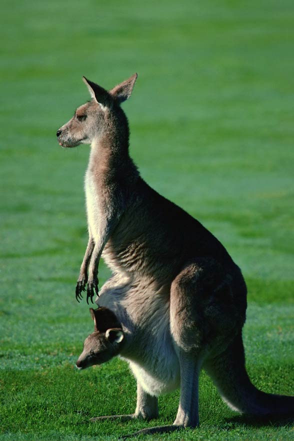 co za penis w kangur