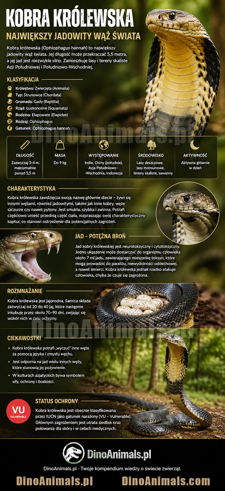 Kobra królewska Infografika by DinoAnimals.pl