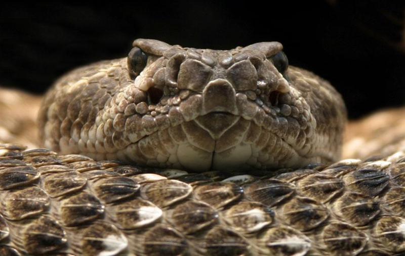 Grzechotniki - budzące strach węże. | DinoAnimals.pl