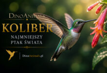Koliber – najmniejszy ptak świata