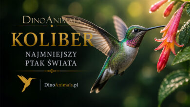 Koliber – najmniejszy ptak świata