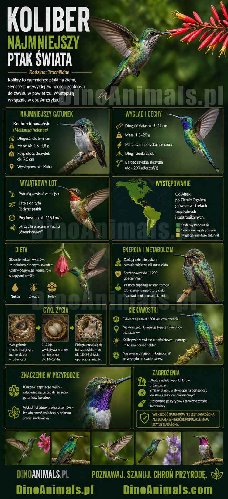 Koliber Infografika by DinoAnimals.pl
