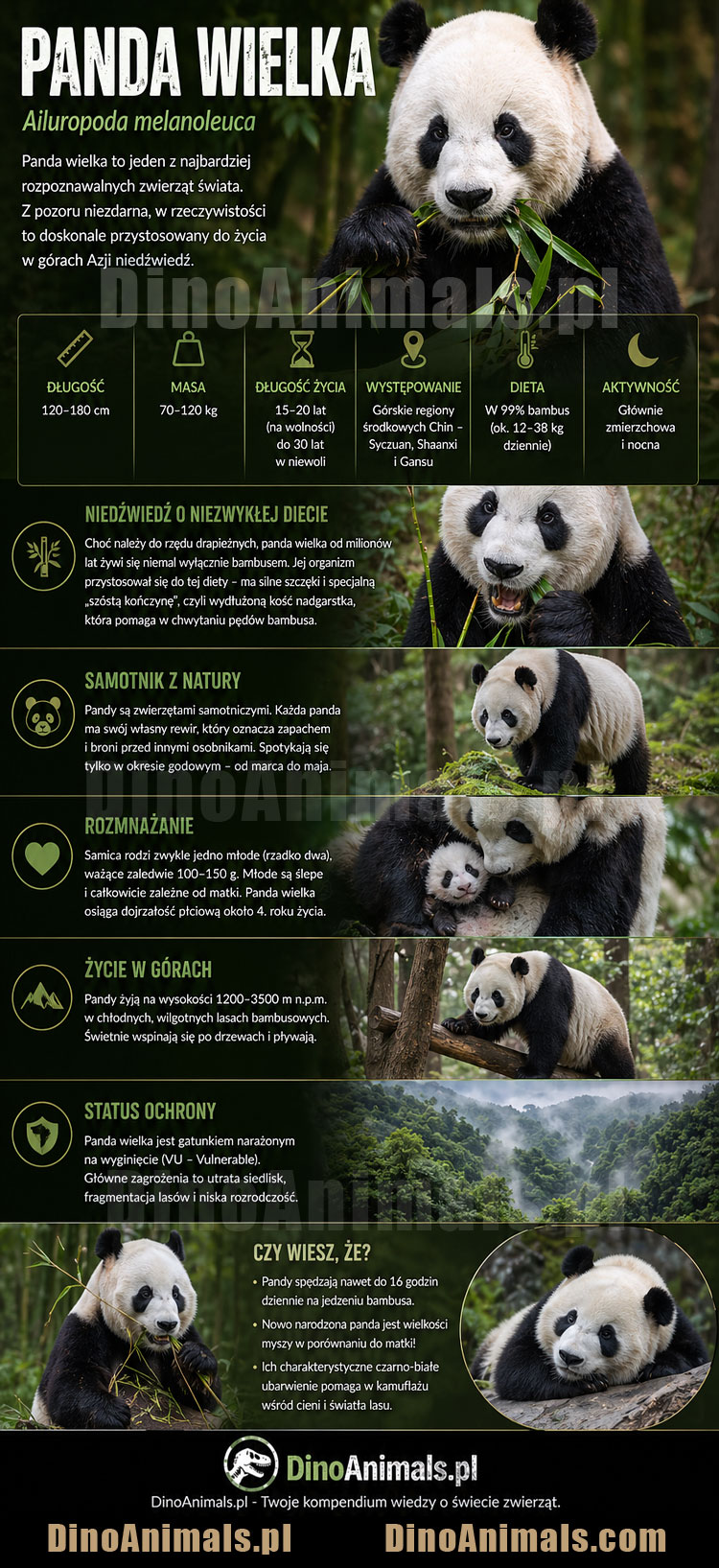 Panda wielka Infografika by DinoAnimals.pl