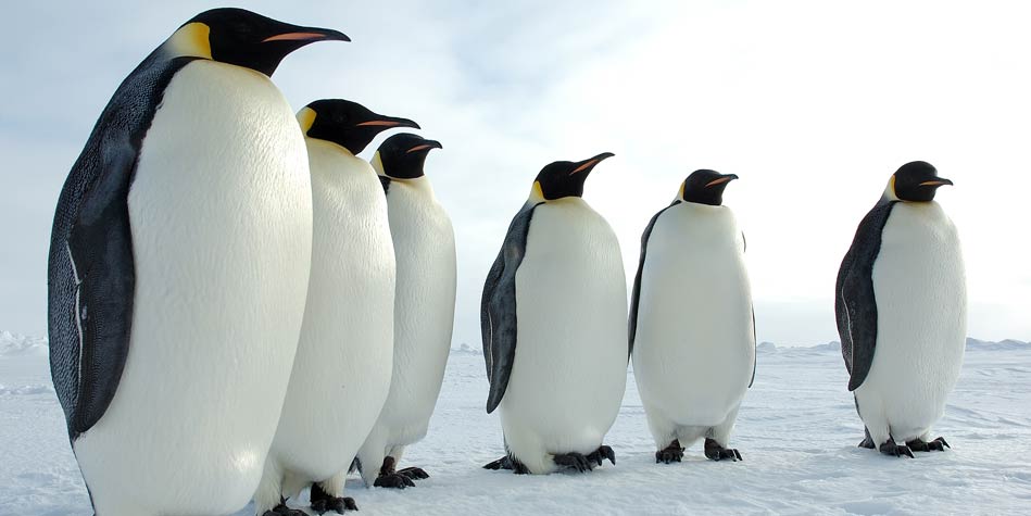 Zwierzęta żyjące Na Antarktydzie Zdjęcia