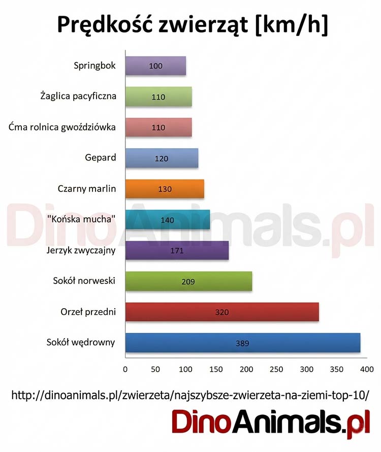 Prędkość zwierząt TOP 10 [km/h] by DinoAnimals.pl