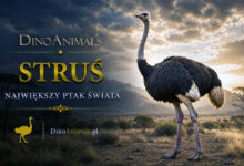 Struś (Struthio camelus)