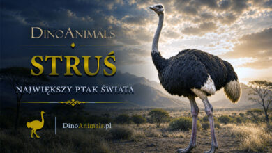 Struś (Struthio camelus)