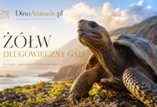 Żółw - długowieczny gad