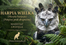 Harpia wielka (Harpia harpyja)