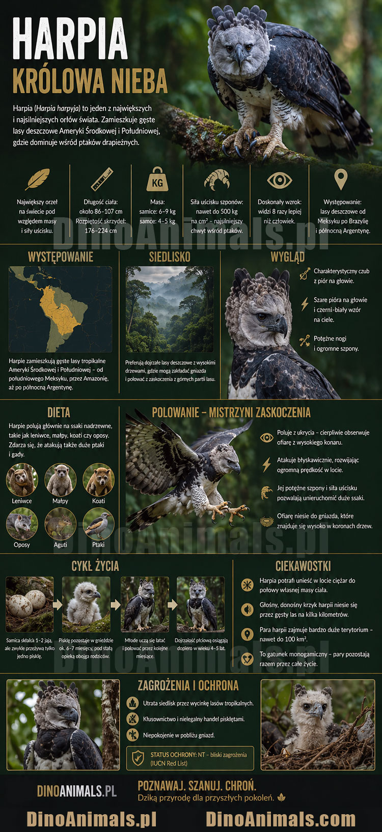 Harpia wielka Infografika by DinoAnimals.pl