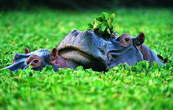 Hipopotam nilowy (Hippopotamus amphibius)