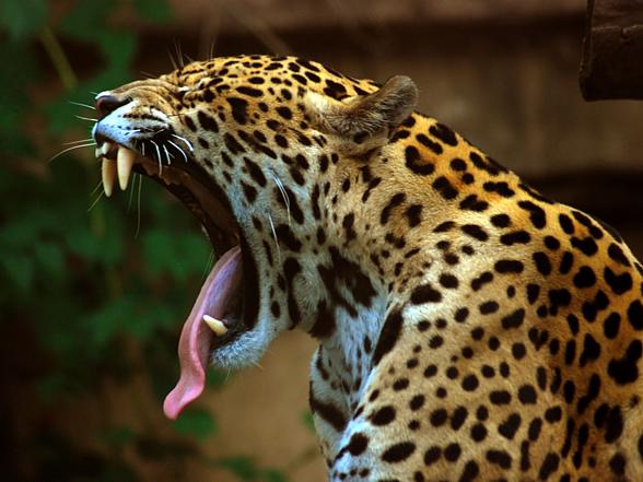 Jaguar posiada najpotężniejsze szczęki wśród wielkich kotów.