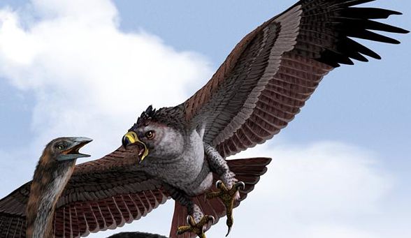 Orzeł - król ptaków. Orzeł a bielik. | DinoAnimals.pl