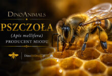 Pszczoła miodna (Apis mellifera)