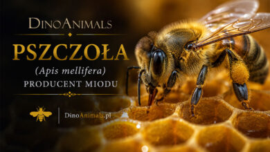 Pszczoła miodna (Apis mellifera)