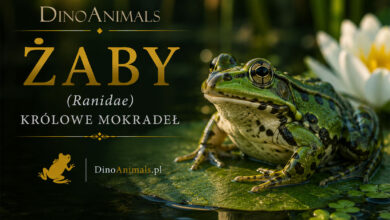 Żaby (Ranidae)