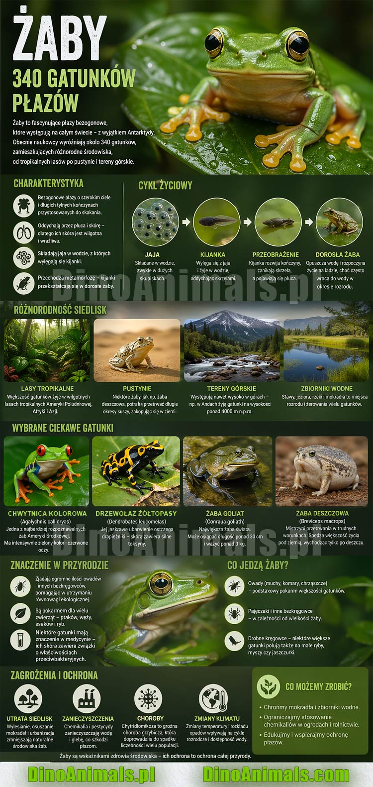 Żaby Infografika by DinoAnimals.pl