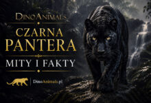 Czarna pantera by DinoAnimals.pl