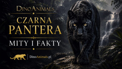 Czarna pantera by DinoAnimals.pl