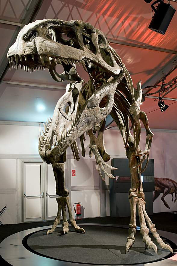 Giganotozaur, Giganotosaurus występował w Ameryce Południowej 100-95 mln lat temu.