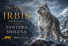 Irbis śnieżny, pantera śnieżna (Panthera uncia)