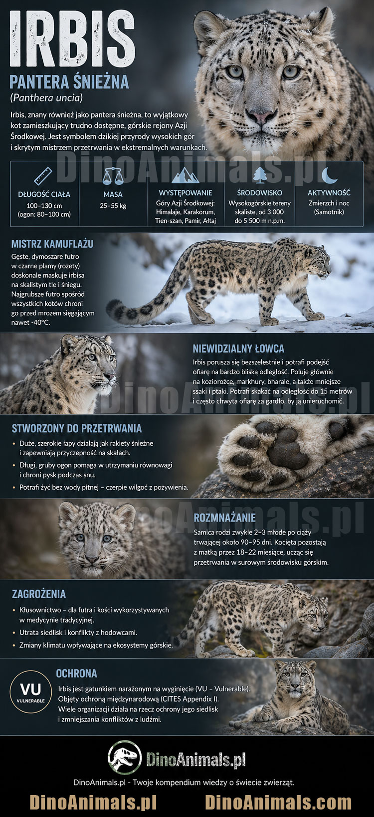 Irbis Infografika by DinoAnimals.pl