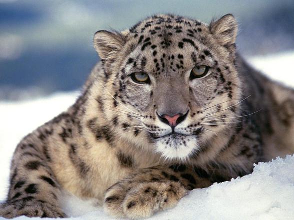 Irbis pantera śnieżna, śnieżny lampart (leopard) | DinoAnimals.pl