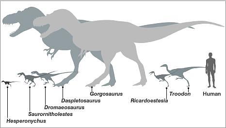 Najmniejsze dinozaury - Top 10 | DinoAnimals.pl