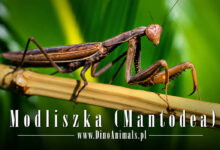 Modliszka