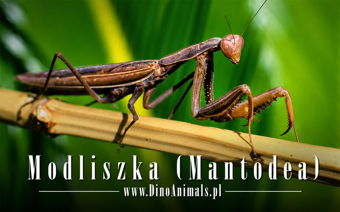 Modliszka