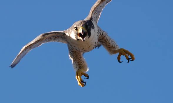 Sokół wędrowny (Falco peregrinus) - najszybszy ptak świata ...