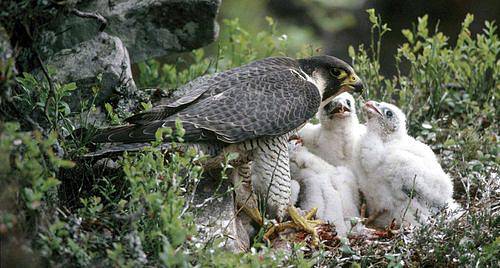 Sokół wędrowny (Falco peregrinus) - najszybszy ptak świata ...