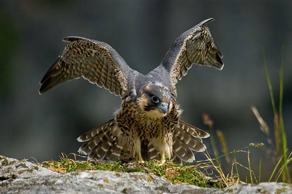 Sokół wędrowny (Falco peregrinus) - najszybszy ptak świata ...