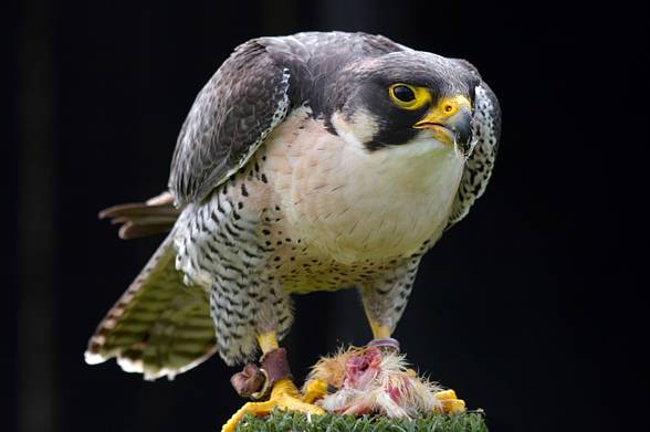 Sokół wędrowny (Falco peregrinus) - najszybszy ptak świata ...