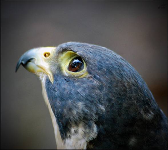 Sokół wędrowny (Falco peregrinus) - najszybszy ptak świata ...