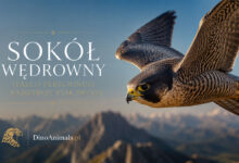 Sokół wędrowny (Falco peregrinus)
