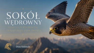 Sokół wędrowny (Falco peregrinus)