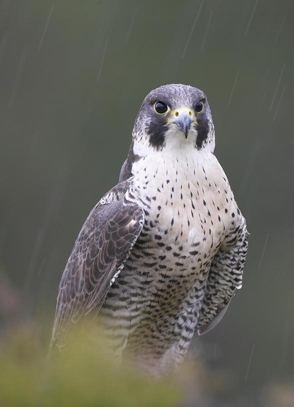 Sokół wędrowny (Falco peregrinus) - najszybszy ptak i zwierzę świata.