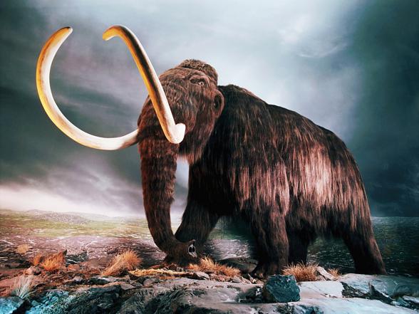 Mamut, mamuty