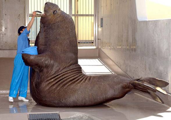 Mors, morsy, DinoAnimals.pl 9