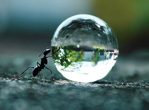 Mrówka i kropla wody