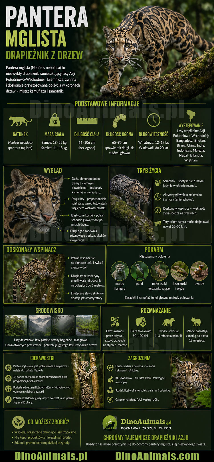 Pantera mglista - Infografika by DinoAnimals.pl