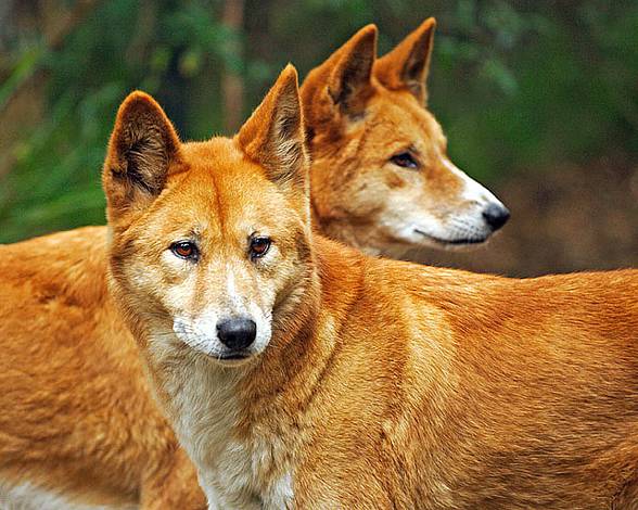 Pies Dingo (Canis lupus dingo) | DinoAnimals.pl