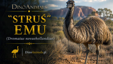 Emu (Dromaiinae)