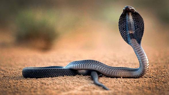 Kobra królewska (Ophiophagus hannah) 