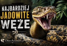 Najbardziej jadowite węże by DinoAnimals.pl