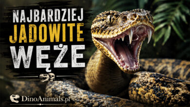 Najbardziej jadowite węże by DinoAnimals.pl