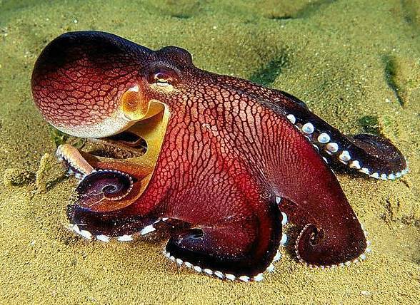 Ośmiornice - głowonogi o ośmiu kończynach | DinoAnimals.pl