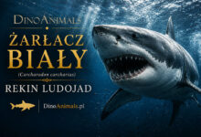 Żarłacz biały, rekin biały, rekin ludojad, żarłacz ludojad (Carcharodon carcharias)