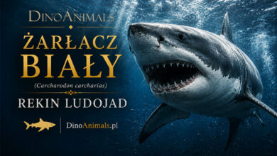 Żarłacz biały, rekin biały, rekin ludojad, żarłacz ludojad (Carcharodon carcharias)